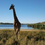 Südafrika: Auf den Spuren des wilden Lebens