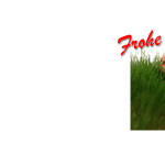hase