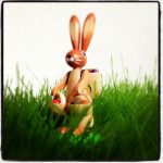 hase1