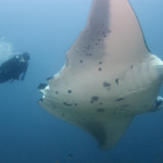 Andrea with reef manta in Mozambique