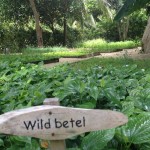 Wilder Betel – eine Pfefferart