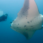 manta-rochen