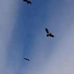 IMG-20160627-WA0002