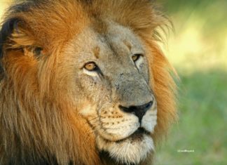 Mit Wildwatch und andBeyond auf Sofa-Safari