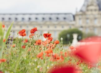 Kenzo Parfums lässt Paris aufblühen