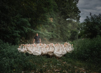 Resort Mark Brandenburg: Eine Weihnachtsgans als Dankeschön Gänse zum Weihnachtsfest