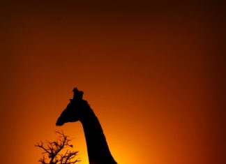 Thanda Safari sichert Arbeitsplätze