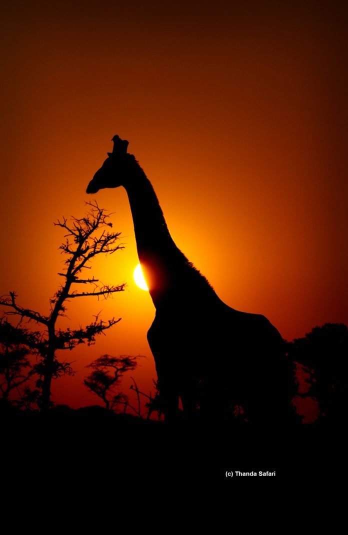 Giraffe_Thanda Safari © Thanda Safari