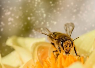 Mehr als Honig: Babor-Bienen im Einsatz Foto: Pixabay/Myriams-Fotos