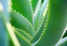 Aloe Vera