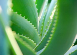 Aloe Vera: Wohltat aus der Natur Aloe Vera