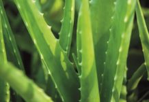 Bild einer Aloe vera-Pflanze