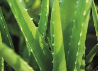 Bild einer Aloe vera-Pflanze