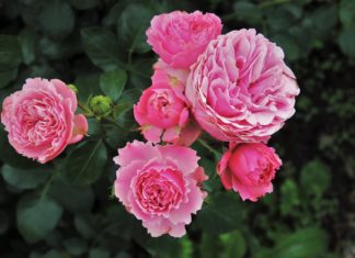 Rose – Königliche Hautpflege Rosa Rose mit gefüllten Blüten und dunkelgrünem Laub