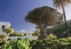 Drachenbaum in Icod de los Vinos und Teide