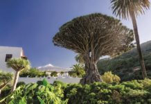 Drachenbaum in Icod de los Vinos und Teide