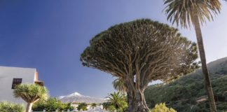 Drachenbaum in Icod de los Vinos und Teide