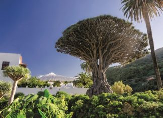 Drachenbaum in Icod de los Vinos und Teide