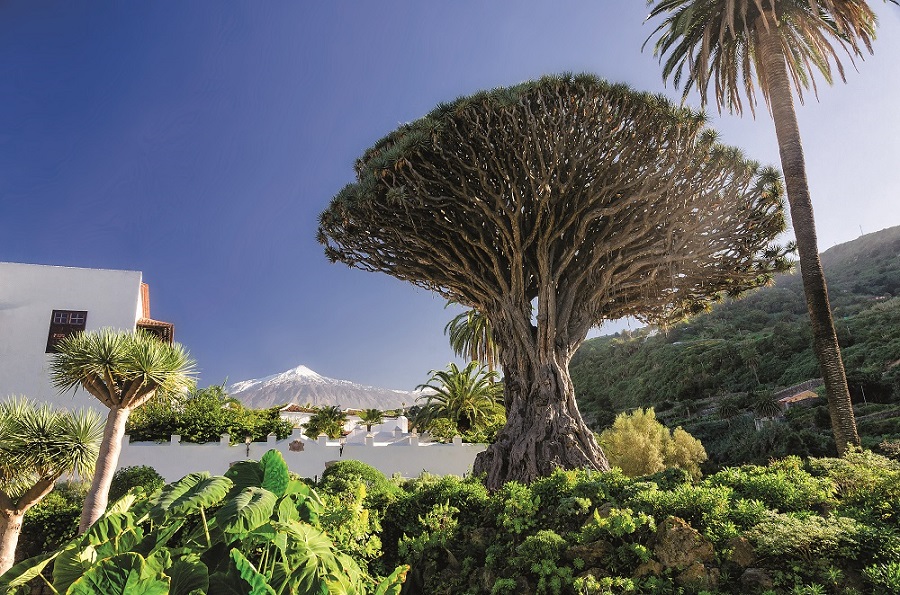 Drachenbaum in Icod de los Vinos und Teide