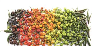 Chilis in verschiedenen Farben.