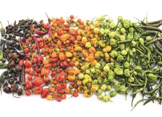 Chilis in verschiedenen Farben.