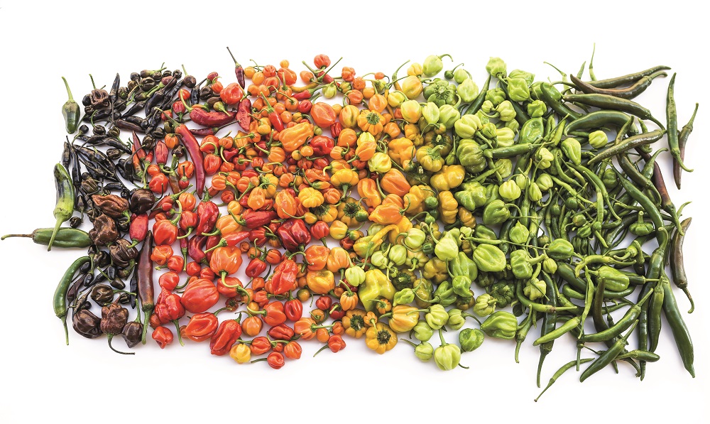 Chilis in verschiedenen Farben.