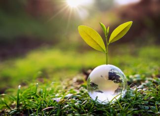 glass globe ball with tree growing and green nature blur background. eco earth day concept