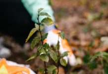 Person mit Arbeitshandschuhen Pflanzt Baumsetzling