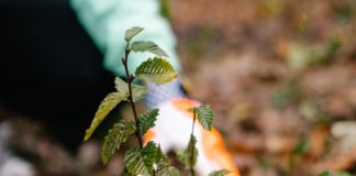 Person mit Arbeitshandschuhen Pflanzt Baumsetzling