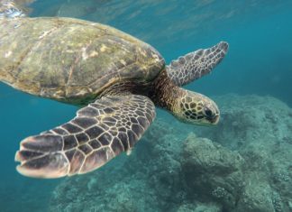 Schildkröte im blauen Meer