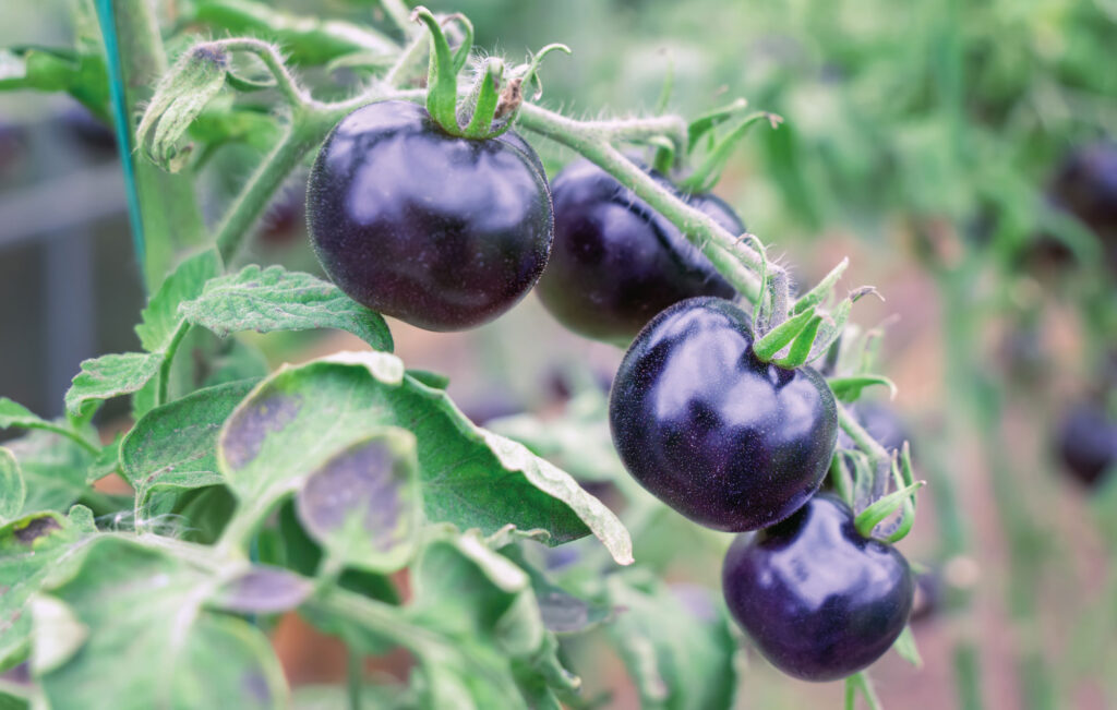 Schwarze/lila Tomate (Blue Wonder)
 (Foto: iStock-bermuda-cat)