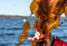 Zum „World Oceans Day“: Oceanwell ruft zum Schutz der Meere auf Eine Hand hält eine braune Meeresalge vor dem Hintergrund des blauen Meeres.