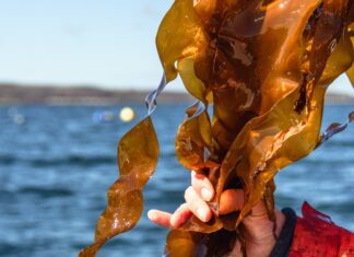 Zum „World Oceans Day“: Oceanwell ruft zum Schutz der Meere auf Eine Hand hält eine braune Meeresalge vor dem Hintergrund des blauen Meeres.