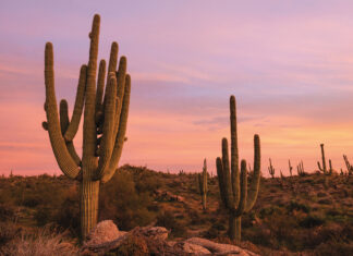 Scottsdale – Lässiges Leben in der Wüste