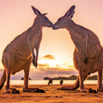 Sonnenuntergang mit Kängurus