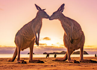 Sonnenuntergang mit Kängurus