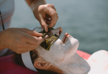 Think green: Wirkstoffwunder Algen