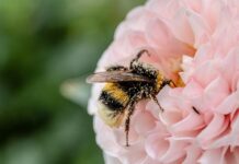 Bienen – Mehr als Honig