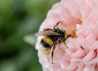 Bienen – Mehr als Honig