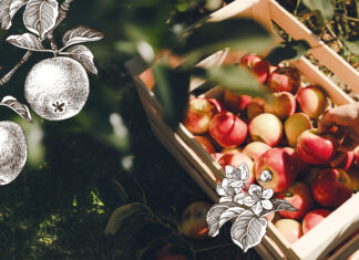 Äpfel – Mehr als eine Versuchung