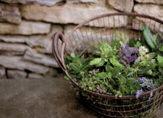 Wilde Kräuterküche – Gesundes aus der Natur