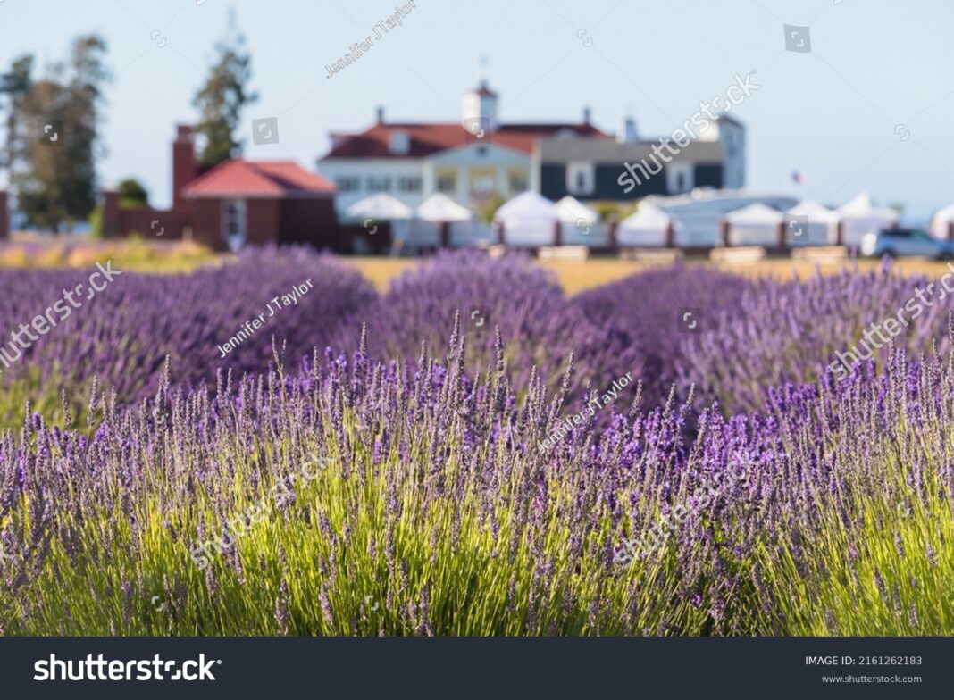 stock-photo-purple-lavender-field-with-hotel-in-background-in-sequim-wa-2161262183